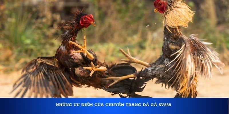 Những ưu điểm của chuyên trang đá gà SV288